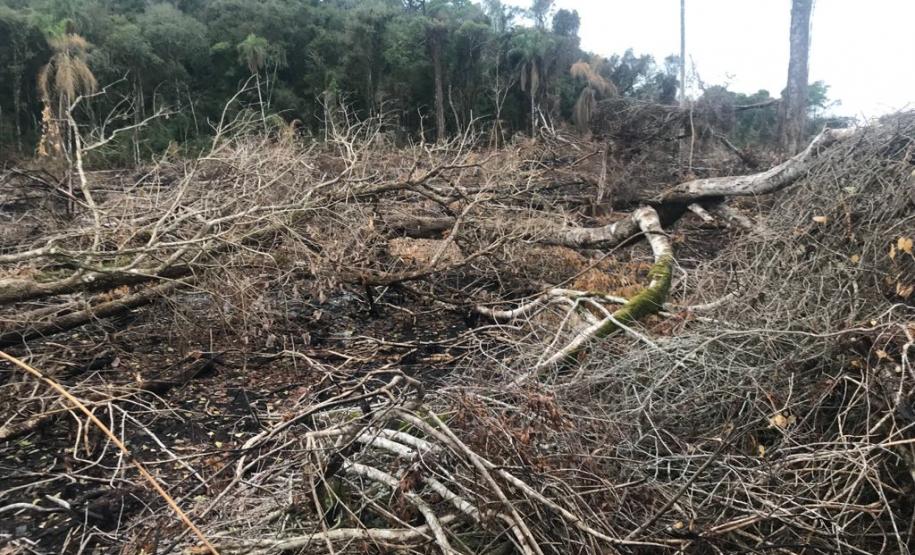 Duas pessoas são autuadas em mais de R$ 120 mil por destruir vegetação nativa em Quedas do Iguaçu, no Sudoeste do Paraná