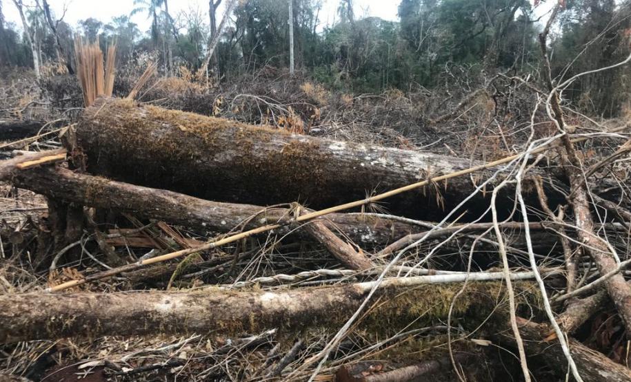 Duas pessoas são autuadas em mais de R$ 120 mil por destruir vegetação nativa em Quedas do Iguaçu, no Sudoeste do Paraná