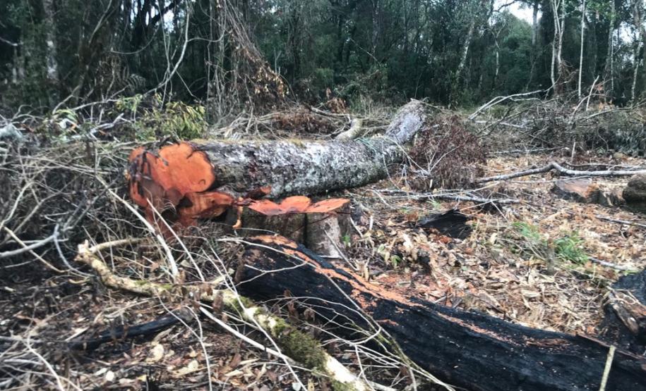 Duas pessoas são autuadas em mais de R$ 120 mil por destruir vegetação nativa em Quedas do Iguaçu, no Sudoeste do Paraná