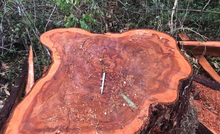 Duas pessoas são autuadas em mais de R$ 120 mil por destruir vegetação nativa em Quedas do Iguaçu, no Sudoeste do Paraná