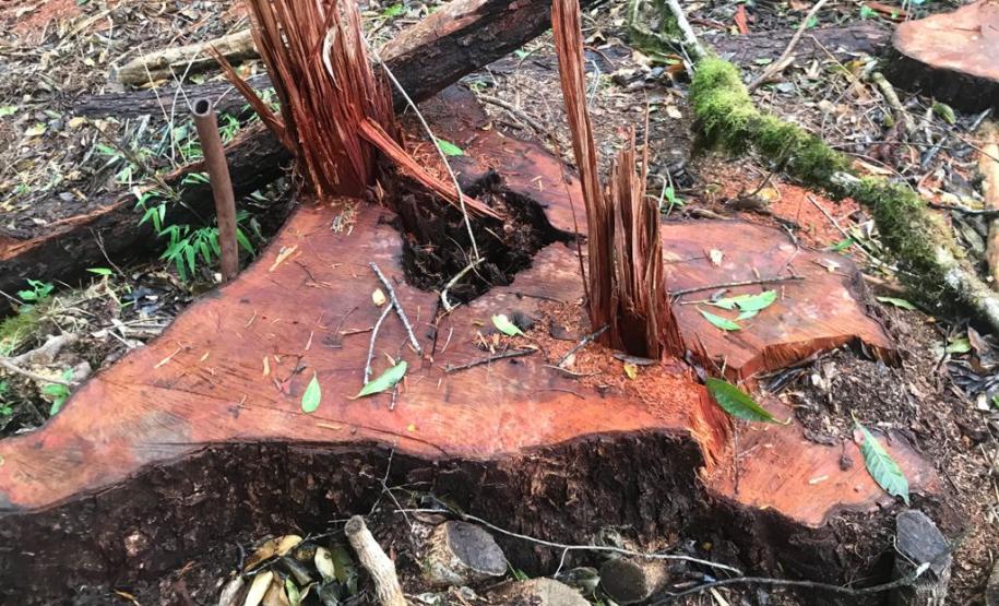 Duas pessoas são autuadas em mais de R$ 120 mil por destruir vegetação nativa em Quedas do Iguaçu, no Sudoeste do Paraná