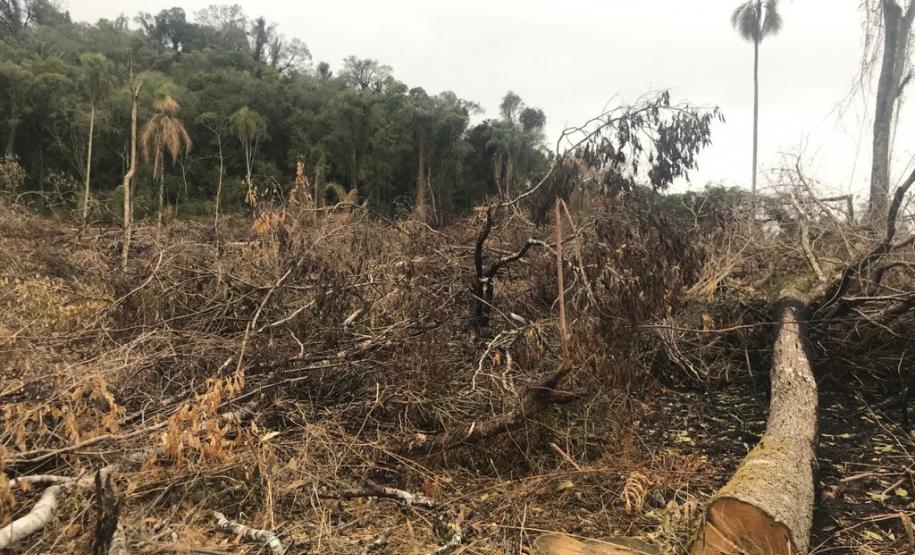 Duas pessoas são autuadas em mais de R$ 120 mil por destruir vegetação nativa em Quedas do Iguaçu, no Sudoeste do Paraná