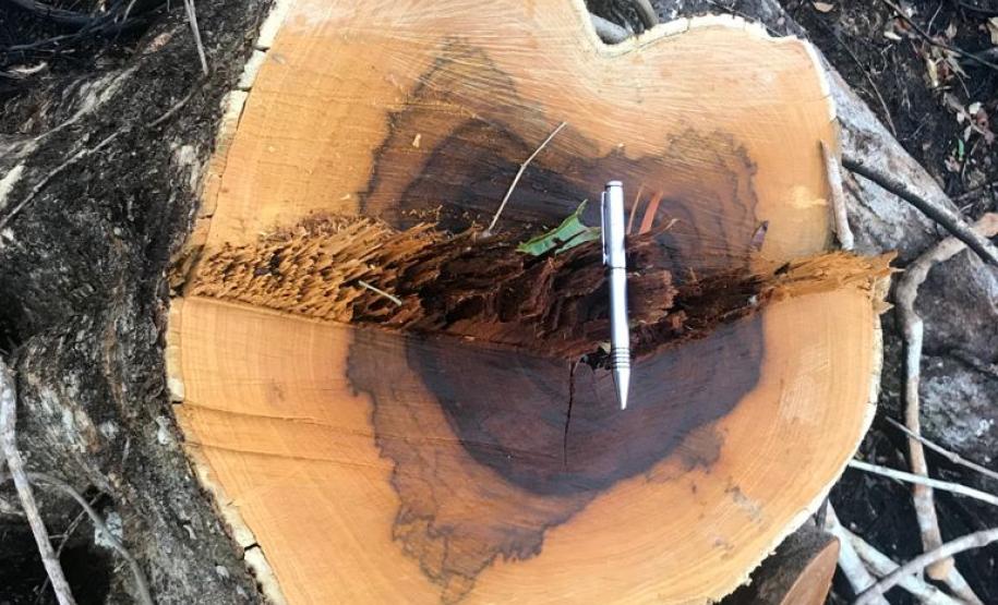 Duas pessoas são autuadas em mais de R$ 120 mil por destruir vegetação nativa em Quedas do Iguaçu, no Sudoeste do Paraná