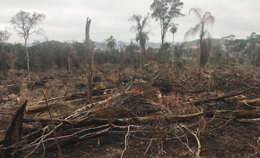 Duas pessoas são autuadas em mais de R$ 120 mil por destruir vegetação nativa em Quedas do Iguaçu, no Sudoeste do Paraná