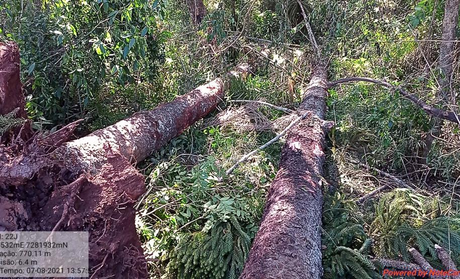 Vídeo de desmatamento chega à Polícia Ambiental e multa donos de máquina e propriedade em R$ 23,4 mil cada um em Roncador (PR)