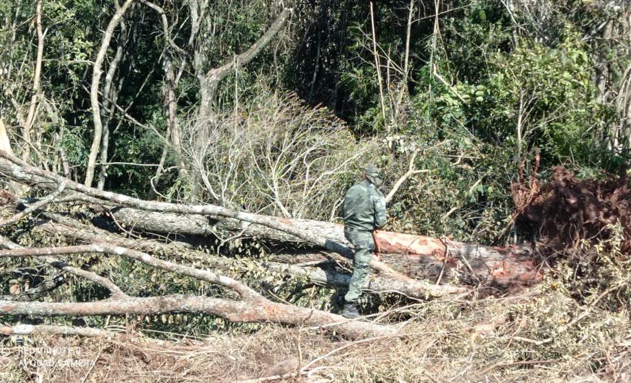 Vídeo de desmatamento chega à Polícia Ambiental e multa donos de máquina e propriedade em R$ 23,4 mil cada um em Roncador (PR)