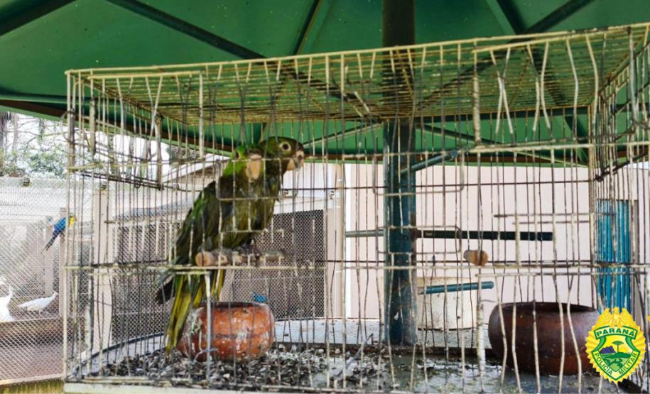 Operação Lobo Bravo da Polícia Ambiental prende quatro pessoas e apreende materiais de pesca e de caça nos Campos Gerais