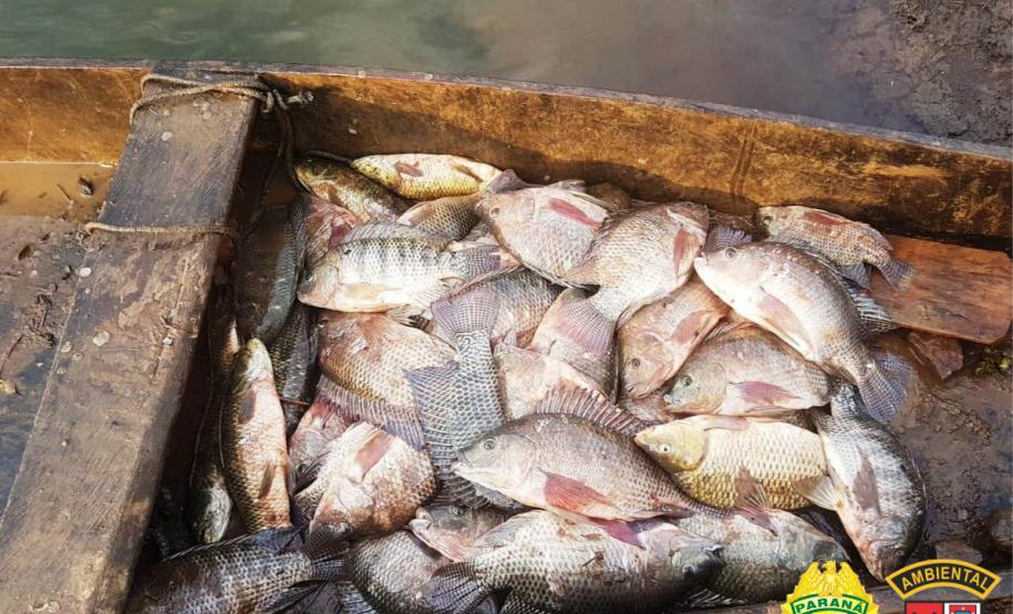 Operação Lobo Bravo da Polícia Ambiental prende quatro pessoas e apreende materiais de pesca e de caça nos Campos Gerais