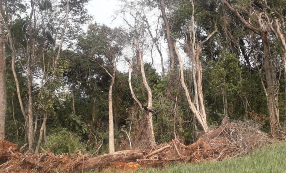 Primeiro dia da Operação Nascente Viva flagra diversos pontos de destruição de mata nativa no Sudoeste do estado