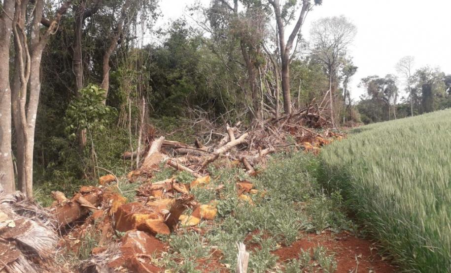 Primeiro dia da Operação Nascente Viva flagra diversos pontos de destruição de mata nativa no Sudoeste do estado
