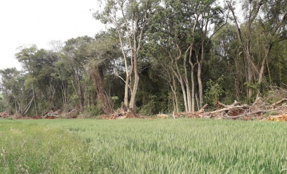 Primeiro dia da Operação Nascente Viva flagra diversos pontos de destruição de mata nativa no Sudoeste do estado