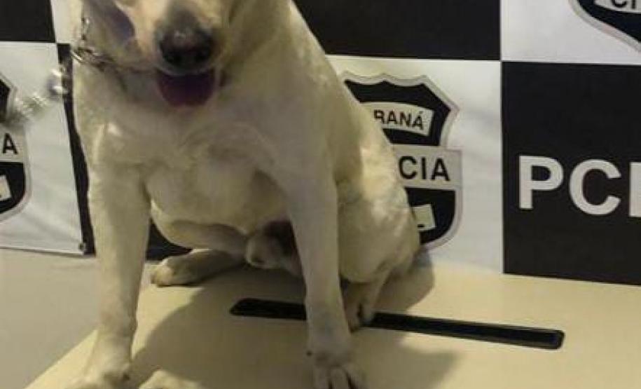 Batalhão de Polícia de Choque encaminha sete pessoas e apreende arma na primeira operação feita na Capital e RMC