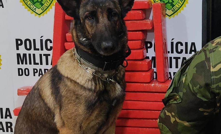 Durante Operação Hórus, Polícia da Fronteira apreende 26,8 quilos de maconha em ônibus de viagem, na cidade de Cascavel (PR)