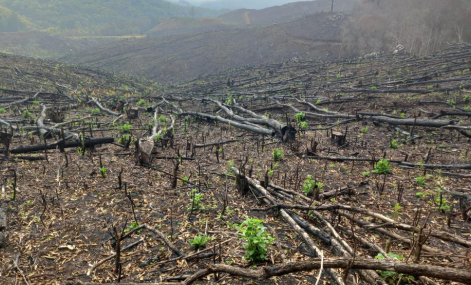 Operação Mata Atlântica em Pé aplicou R$ 15,6 milhões em multas por desmatamento ilegal