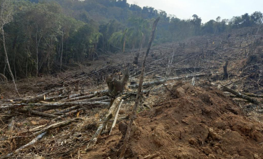 Operação Mata Atlântica em Pé aplicou R$ 15,6 milhões em multas por desmatamento ilegal