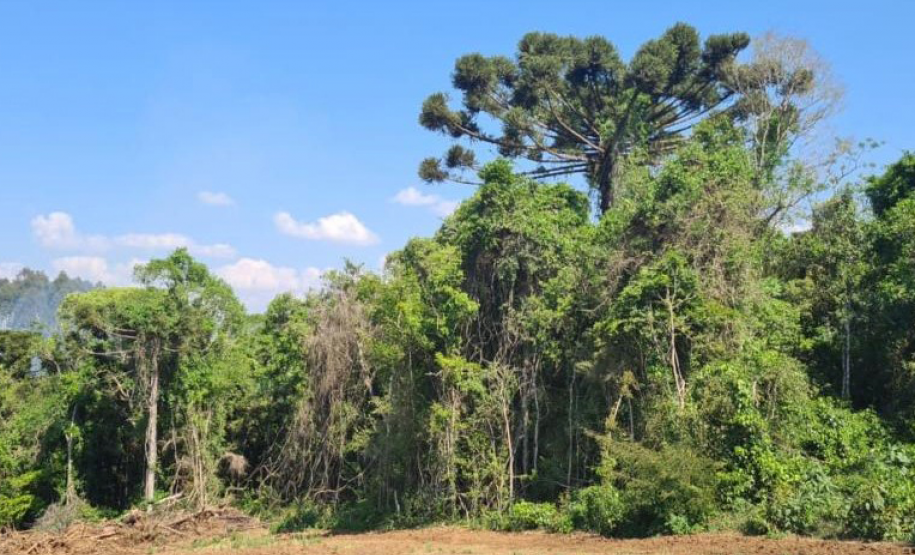 Operação Mata Atlântica em Pé aplicou R$ 15,6 milhões em multas por desmatamento ilegal