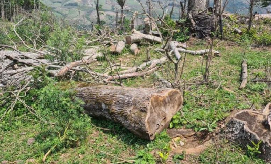 Operação Mata Atlântica em Pé aplicou R$ 15,6 milhões em multas por desmatamento ilegal