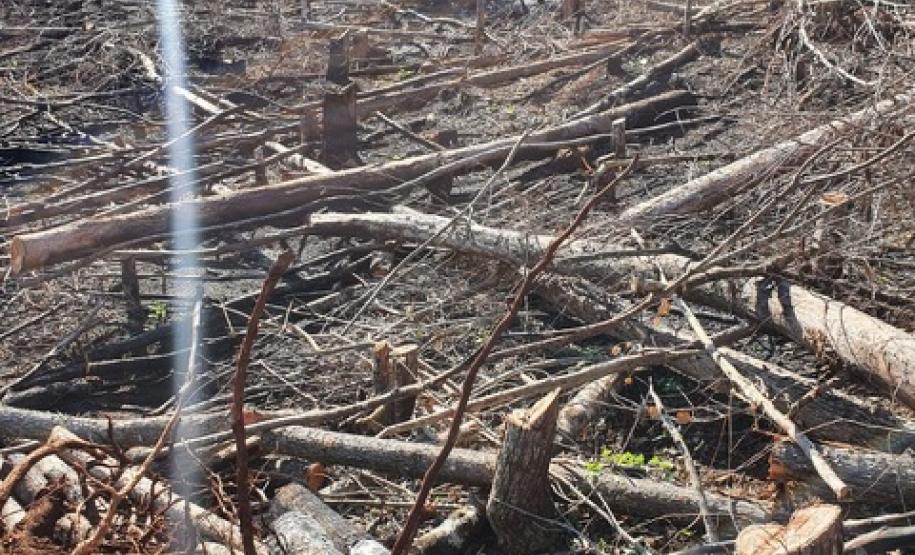 Oito pessoas são presas durante a operação Casca Grossa da Polícia Ambiental, no Norte do estado