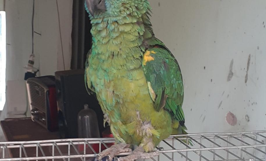 Oito pessoas são presas durante a operação Casca Grossa da Polícia Ambiental, no Norte do estado