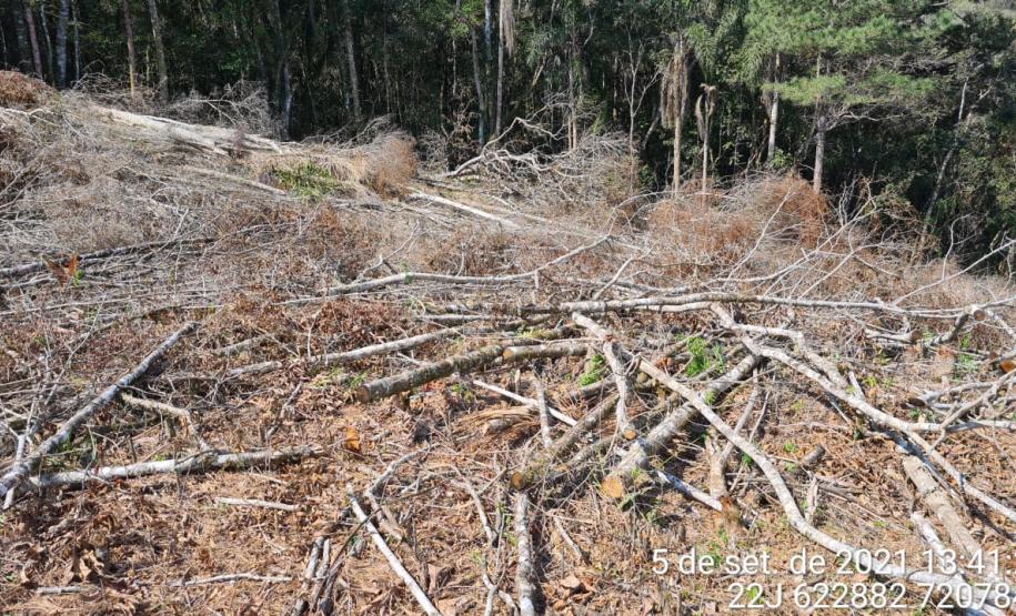 Polícia Ambiental atende ocorrência de desmatamento e encaminha homem por porte ilegal de arma de fogo em Campo Largo (PR)