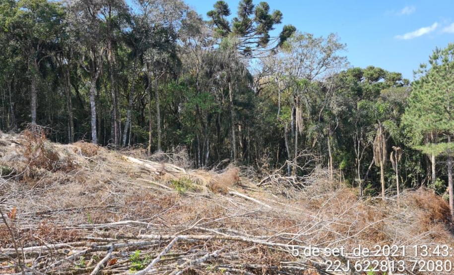 Polícia Ambiental atende ocorrência de desmatamento e encaminha homem por porte ilegal de arma de fogo em Campo Largo (PR)