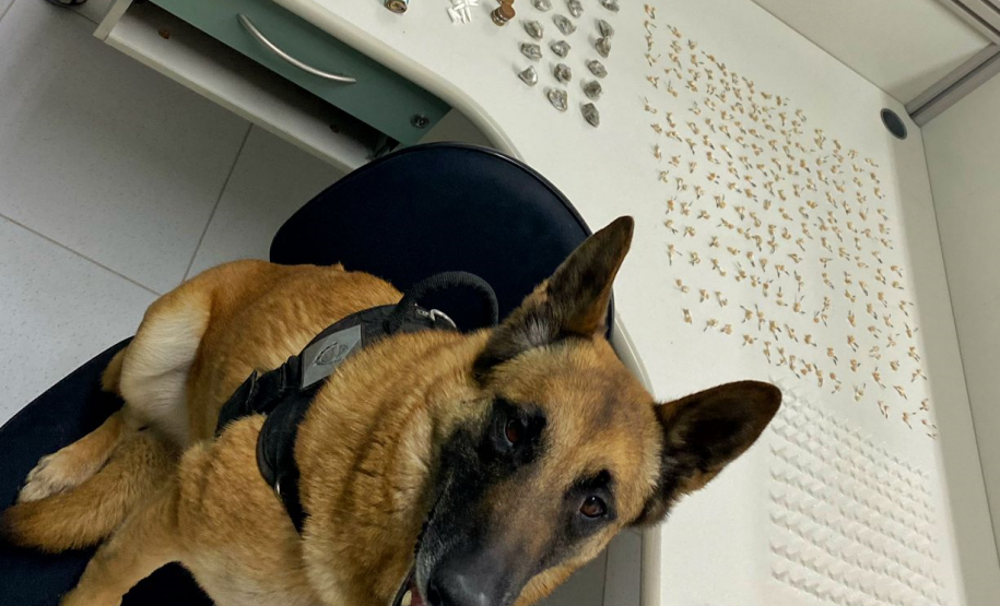 Na RMC, cães de faro do BPChoque indicam drogas e cinco suspeitos são presos