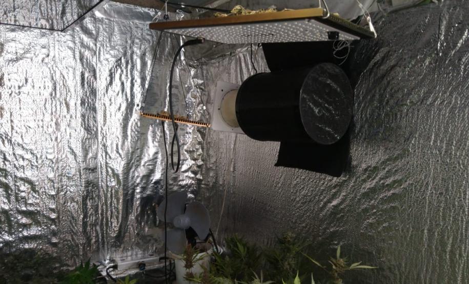 PM apreende 64 pés de maconha após denúncia anônima em Guarapuava (PR)