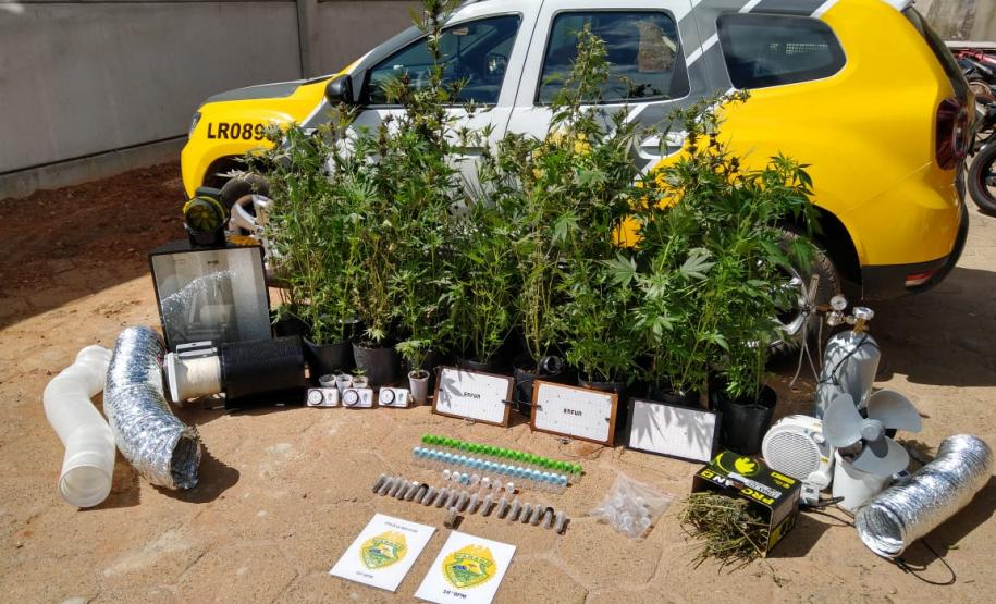 PM apreende 64 pés de maconha após denúncia anônima em Guarapuava (PR)
