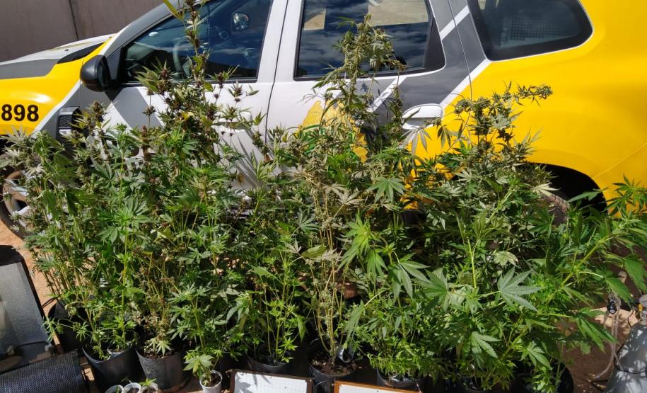 PM apreende 64 pés de maconha após denúncia anônima em Guarapuava (PR)