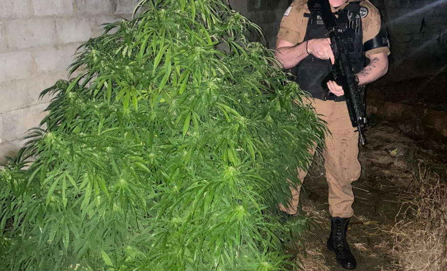 Operação Maré Alta continua e arma de fogo e pé de maconha são apreendidos no último final de semana