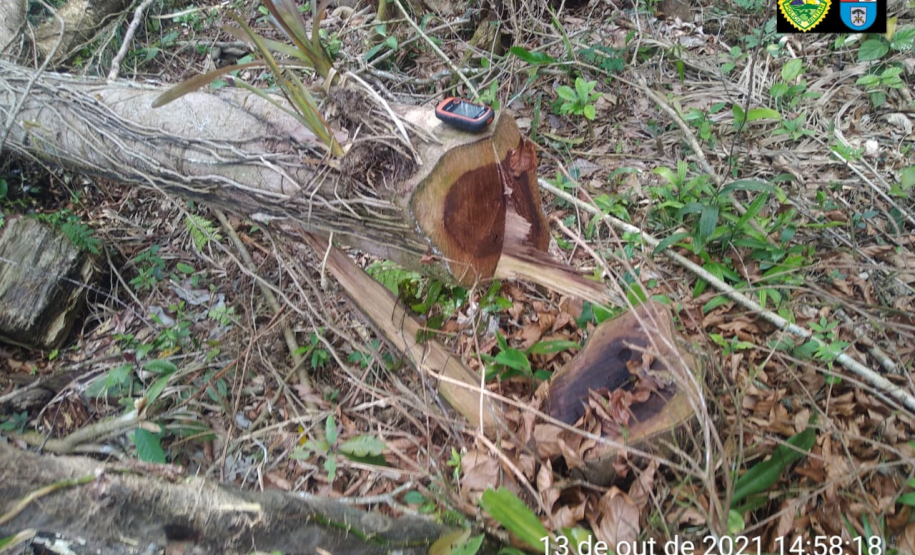 Polícia Ambiental aplica mais de R$ 1 milhão em Autos de infração ambiental contra suspeitos de desmatamento e rinha de galo, em ocorrências distintas