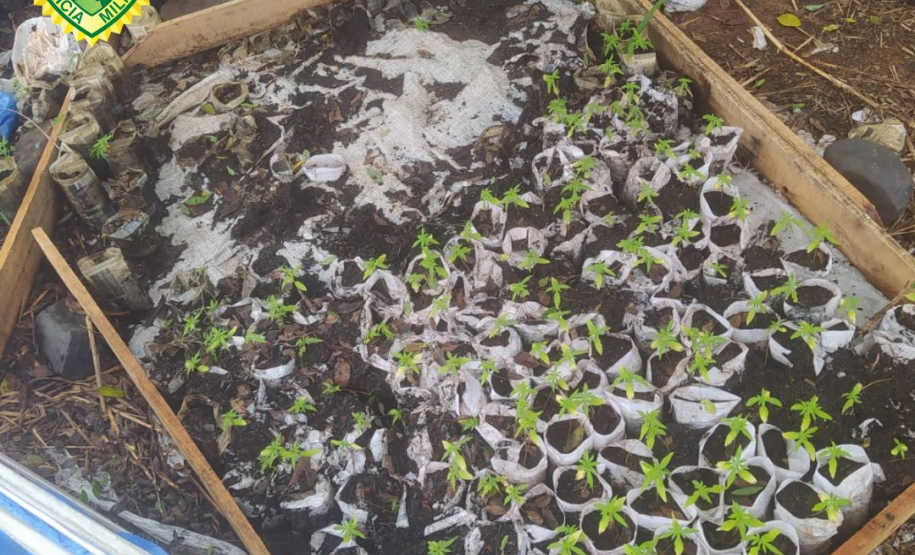 PM localiza mais de 260 mudas de maconha às margens do Rio Ligeiro, na região de Cianorte (PR)