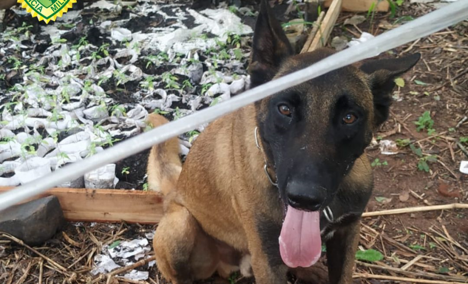 PM localiza mais de 260 mudas de maconha às margens do Rio Ligeiro, na região de Cianorte (PR)