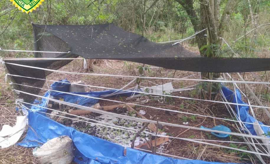 PM localiza mais de 260 mudas de maconha às margens do Rio Ligeiro, na região de Cianorte (PR)