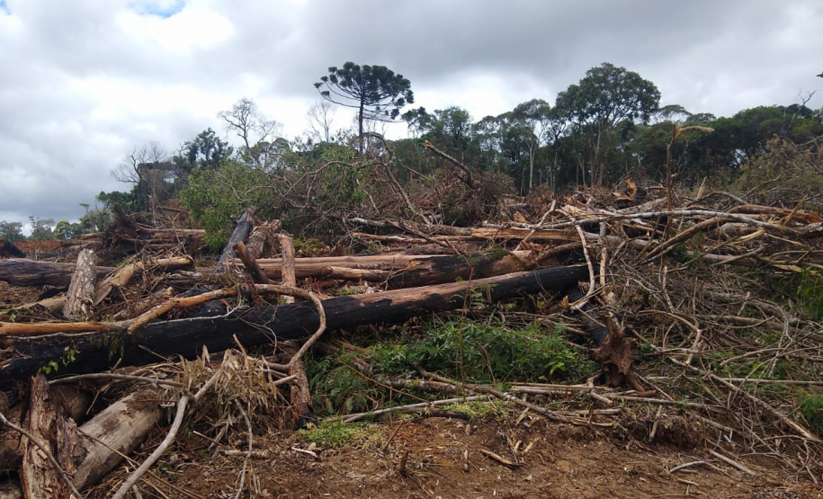 Homem é multado em mais de R$ 100 mil após desmatar mais de sete hectares em Palmeira (PR)