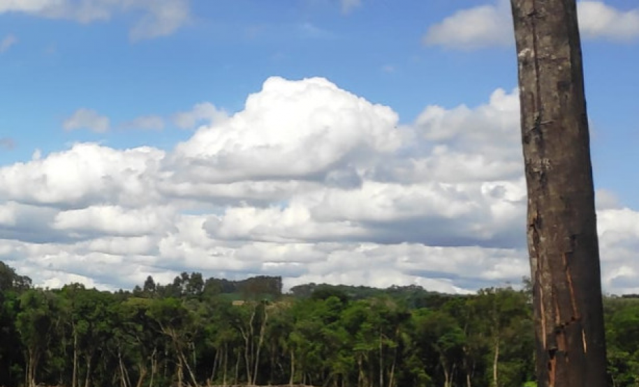 Homem é multado em mais de R$ 100 mil após desmatar mais de sete hectares em Palmeira (PR)