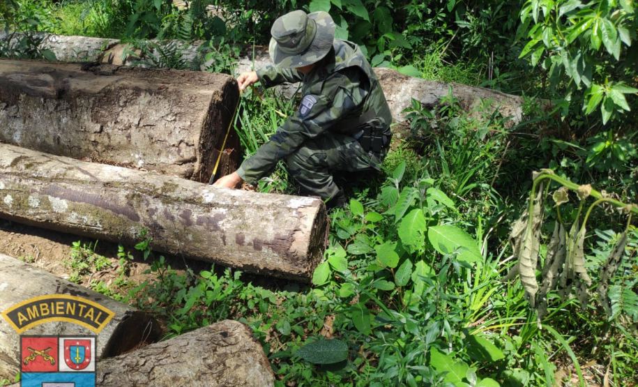 Homem é multado em mais de R$ 100 mil após desmatar mais de sete hectares em Palmeira (PR)