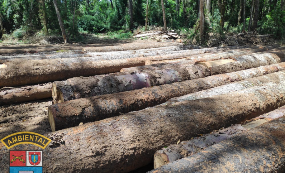 Homem é multado em mais de R$ 100 mil após desmatar mais de sete hectares em Palmeira (PR)