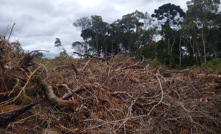 Homem é multado em mais de R$ 100 mil após desmatar mais de sete hectares em Palmeira (PR)