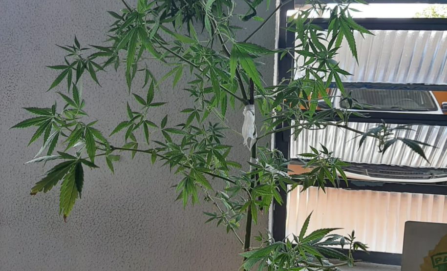 Mais de 100 porções de drogas e um pé de manhã foram apreendidos pela PM no Norte do estado