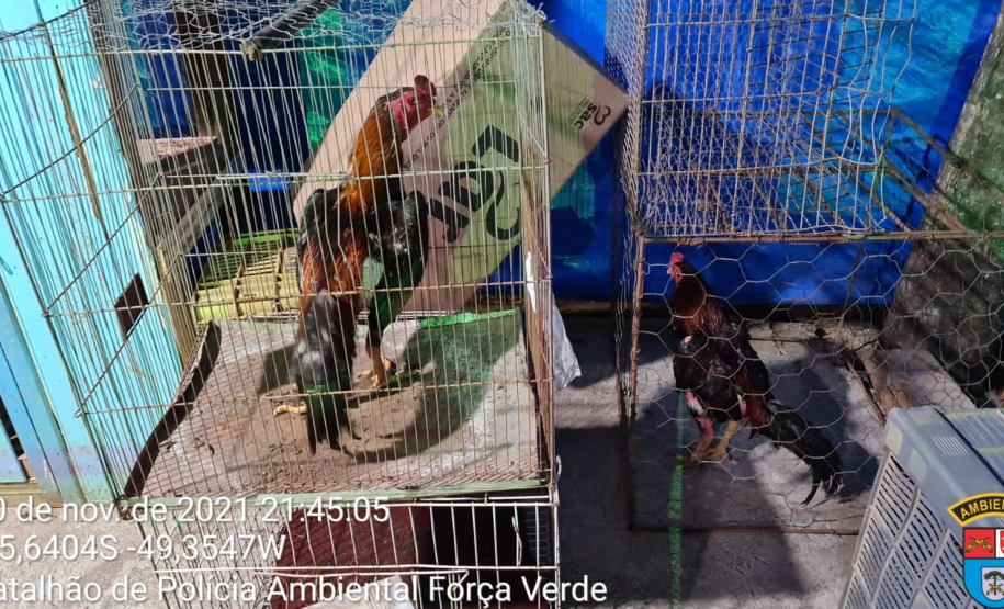 Polícia Ambiental fecha rinha de galo, encaminha oito pessoas e apreende 15 aves em Curitiba