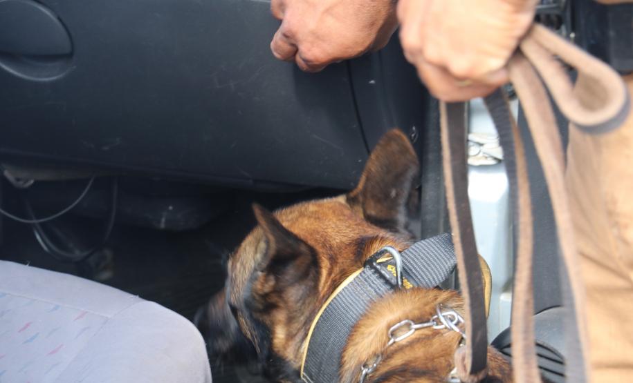 Polícia Rodoviária utiliza cães de faro contra o tráfico de drogas no Litoral