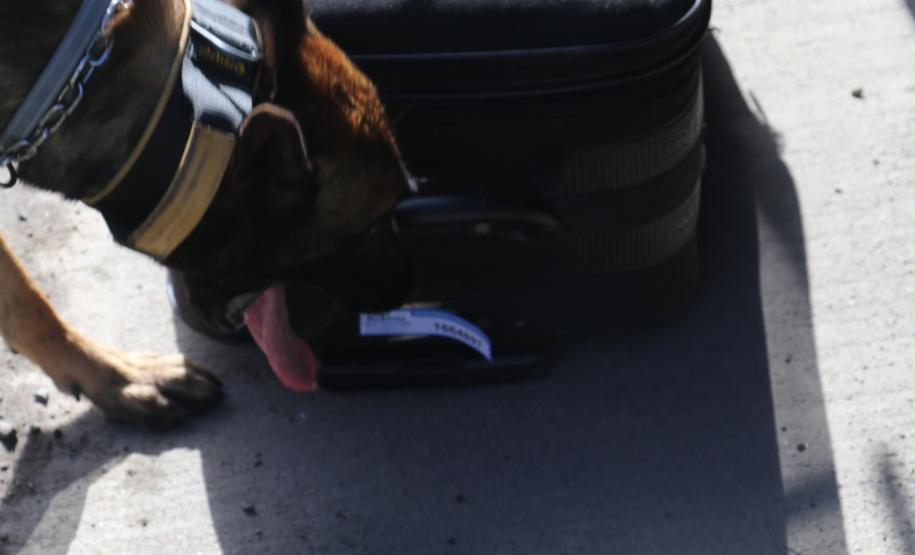 Polícia Rodoviária utiliza cães de faro contra o tráfico de drogas no Litoral