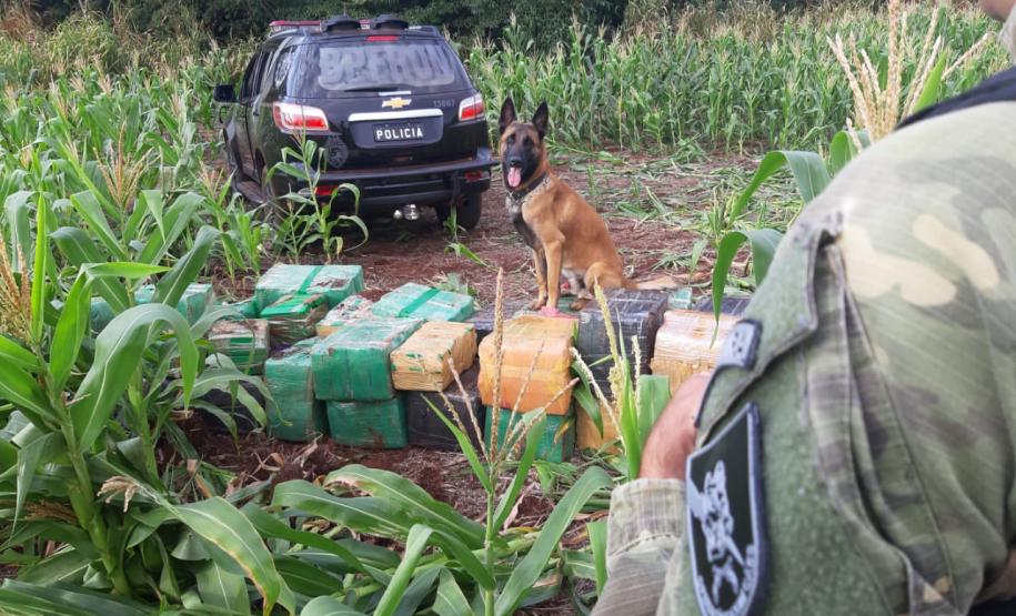 No Paraná, 219 toneladas de drogas foram apreendidas nos primeiros nove meses do ano