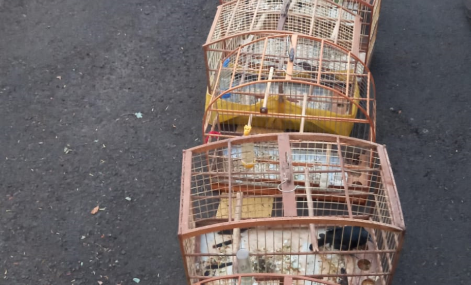 PM apreende mais de 500 munições e sete armas de fogo no Oeste do estado