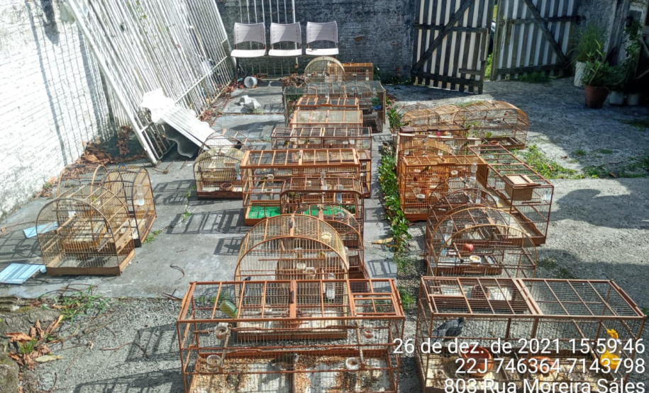 Polícia Ambiental resgata 42 aves silvestres e aplica multa de R$ 34,5 mil em Matinhos (PR)