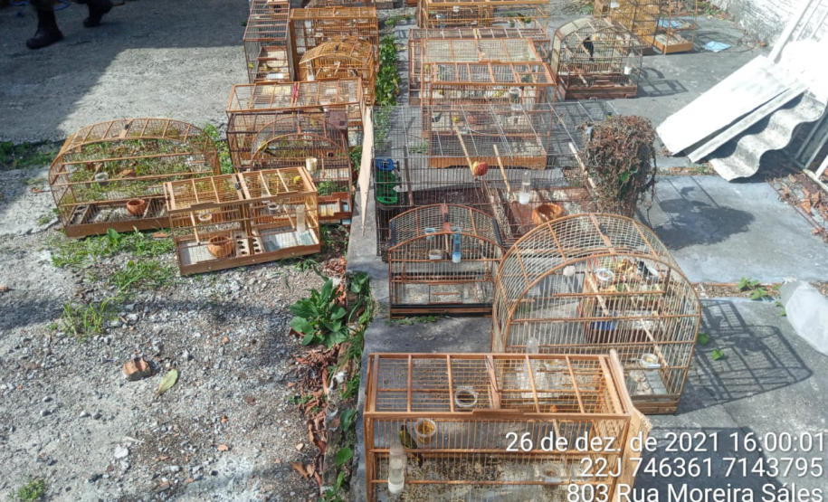 Polícia Ambiental resgata 42 aves silvestres e aplica multa de R$ 34,5 mil em Matinhos (PR)