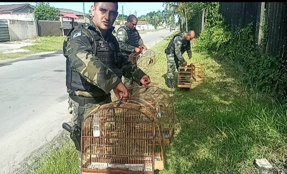 Polícia Ambiental resgata 42 aves silvestres e aplica multa de R$ 34,5 mil em Matinhos (PR)