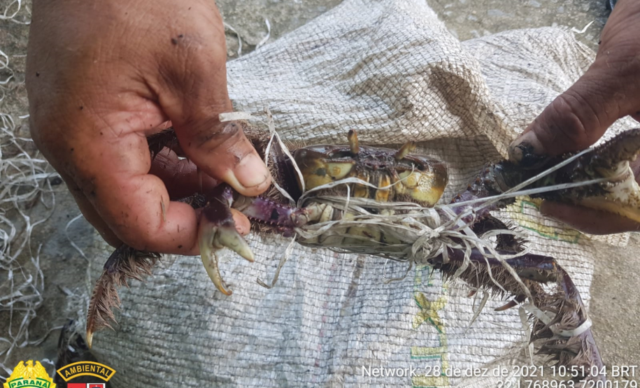Pescadores são autuados por capturar caranguejos de forma ilegal em Guaraqueçaba, no Litoral do estado