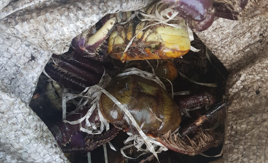 Pescadores são autuados por capturar caranguejos de forma ilegal em Guaraqueçaba, no Litoral do estado
